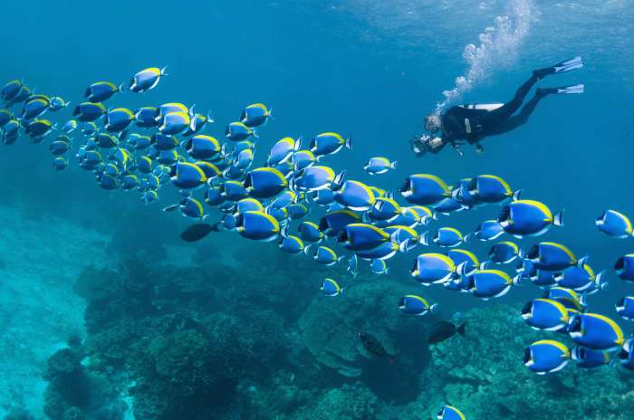 Cozumel reefs snorkeling clearest calmest beneath exciting thriving imaginable sights undersea